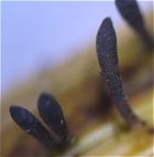 Acrospermum compressum MykoGolfer