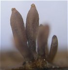 Acrospermum compressum MykoGolfer
