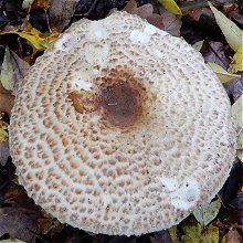 Agaricus augustus  MykoGolfer