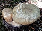 Agaricus augustus  MykoGolfer