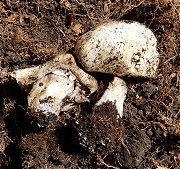 Agaricus bisporus MykoGolfer