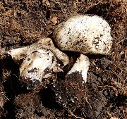 Agaricus bisporus  MykoGolfer