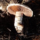 Agaricus bitorquis  MykoGolfer