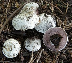 Agaricus bitorquis  MykoGolfer