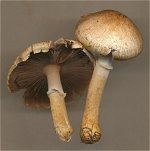 Agaricus comtulus  MykoGolfer