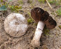 Agaricus devoniensis  MykoGolfer