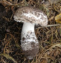 Agaricus impudicus  MykoGolfer