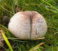 Agaricus impudicus  MykoGolfer