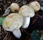 Agaricus macrocarpus  MykoGolfer