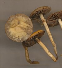 Agrocybe paludosa  MykoGolfer