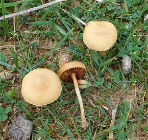 Agrocybe pediades  MykoGolfer