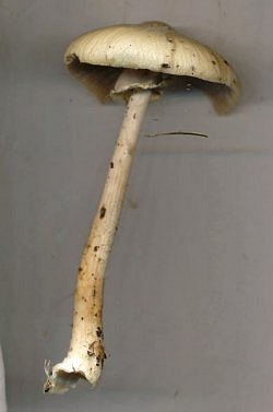 Agrocybe rivulosa  MykoGolfer