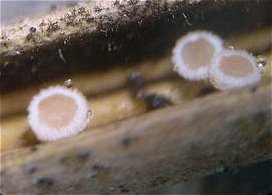 Albotricha acutipila MykoGolfer