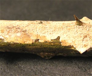 Aleurodiscus aurantius  MykoGolfer