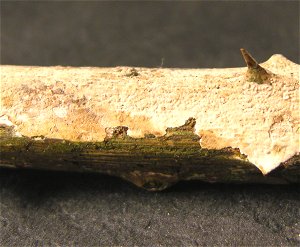 Aleurodiscus aurantius MykoGolfer