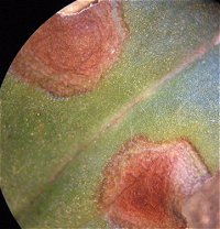 Alternaria anagallidis MykoGolfer