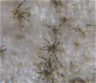 Alternaria aternata spores MykoGolfer