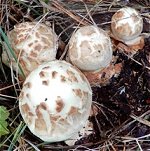 Amanita citrina  MykoGolfer