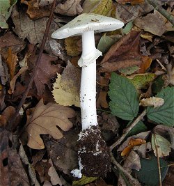 Amanita citrina var. alba  MykoGolfer