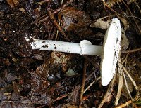 Amanita citrina MykoGolfer