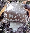 Amanita excelsa  MykoGolfer