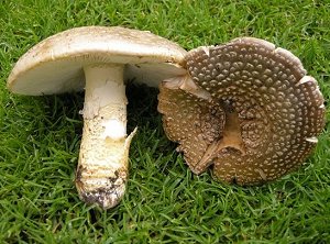 Amanita franchetii © MykoGolfer