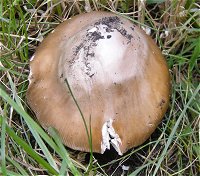 Amanita lividopallescens MykoGolfer