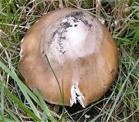 Amanita lividopallescens  MykoGolfer