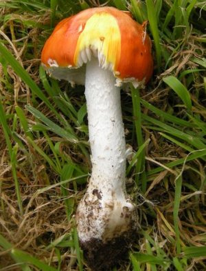 Amanita muscaria var aureola © MykoGolfer