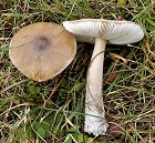 Amanita submembranacea MykoGolfer