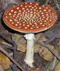 Amanita muscaria © Paul F Hamlyn