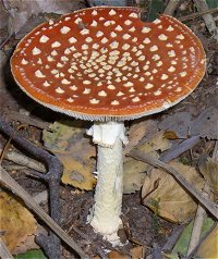 Amanita muscaria  Paul F Hamlyn