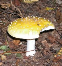 A muscaria var formosa