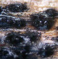 Anthostomella rubicola MykoGolfer