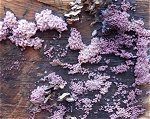 Ascocoryne sarcoides MykoGolfer