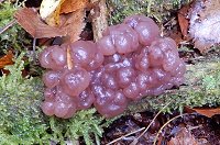 Ascotremella faginea MykoGolfer