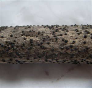 Astrosphaeriella stellata MykoGolfer