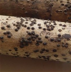Astrosphaeriella stellata MykoGolfer