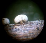Badhamia foliicola © MykoGolfer