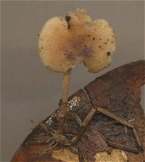Baeospora myosura  MykoGolfer