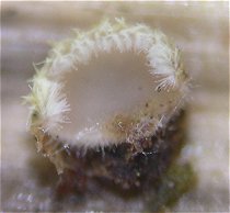 Belonidium mollissimum MykoGolfer
