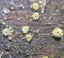 Belonidium mollissimum MykoGolfer