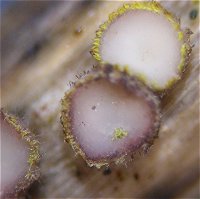 Belonidium sulphureum MykoGolfer
