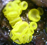 Bisporella sulfurina MykoGolfer