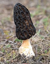 Black Morel MykoGolfer