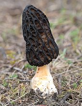 Black Morel  MykoGolfer