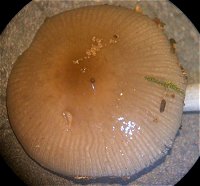 Bolbitius reticulatus MykoGolfer