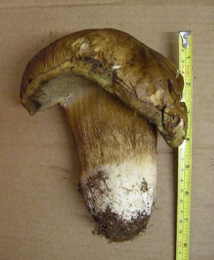 Boletus edulis  MykoGolfer