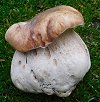 Boletus edulis  MykoGolfer