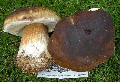 Boletus edulis © MykoGolfer